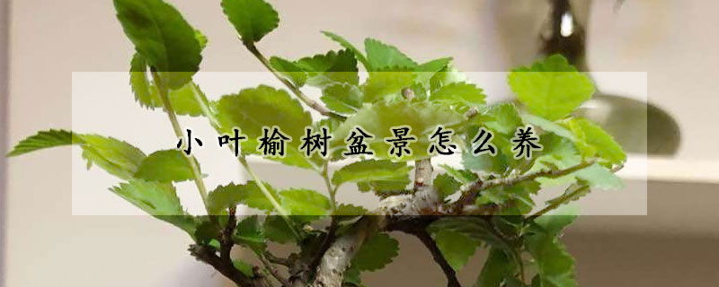 小叶榆树盆景怎么养