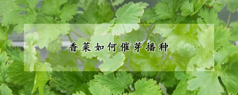 香菜如何催芽播种