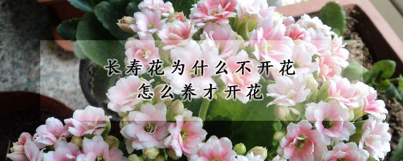 长寿花为什么不开花怎么养才开花