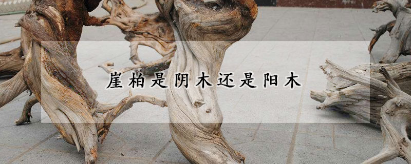 崖柏是阴木还是阳木