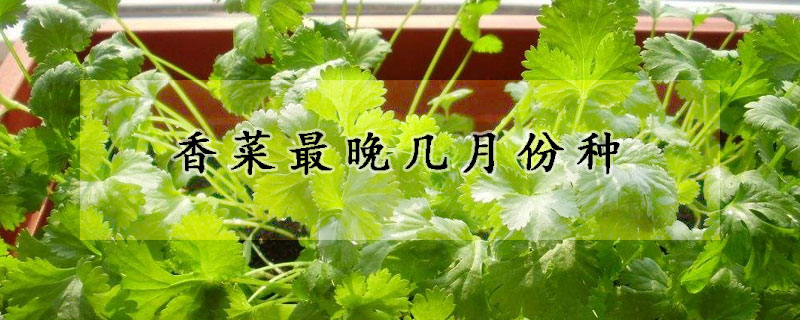 香菜最晚几月份种