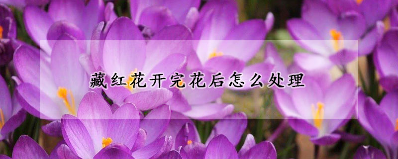 藏红花开完花后怎么处理