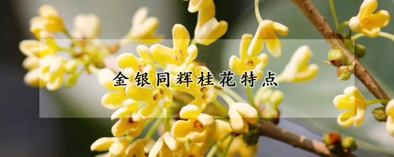 金银同辉桂花特点