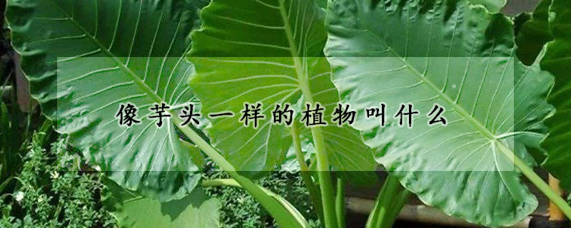 像芋头一样的植物叫什么