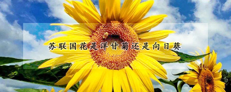 苏联国花是洋甘菊还是向日葵