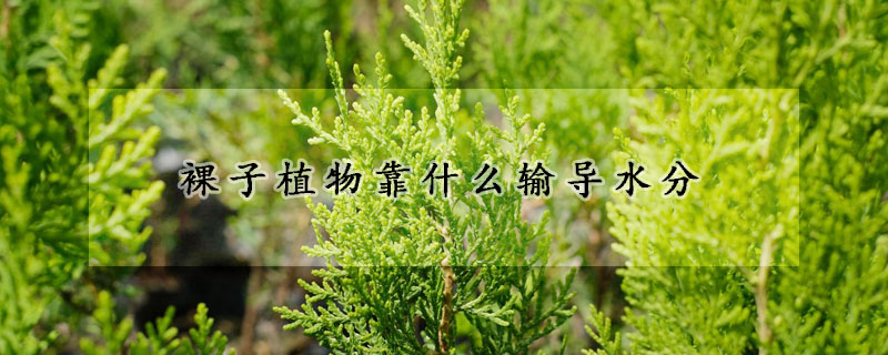 裸子植物靠什么输导水分