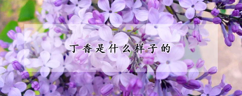 丁香是什么样子的