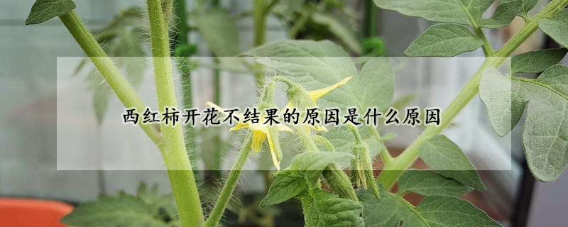 西红柿开花不结果的原因是什么原因