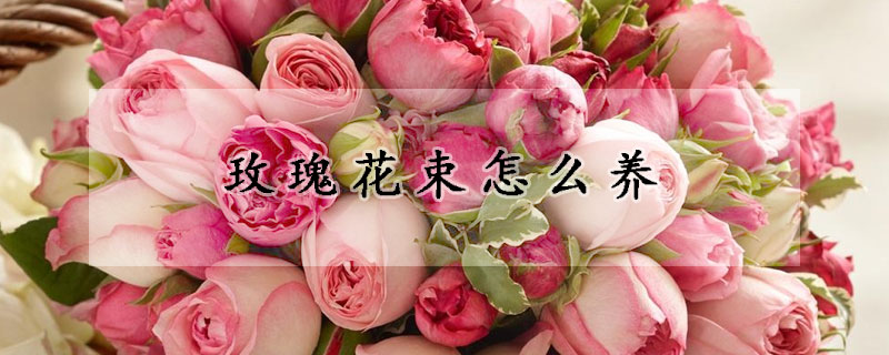 玫瑰花束怎么养