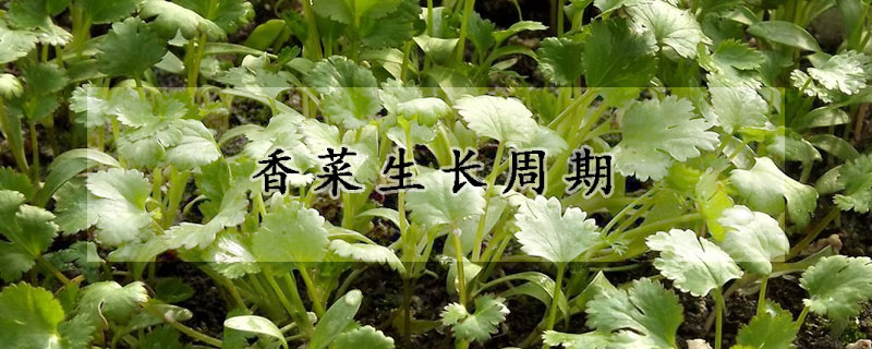 香菜生长周期