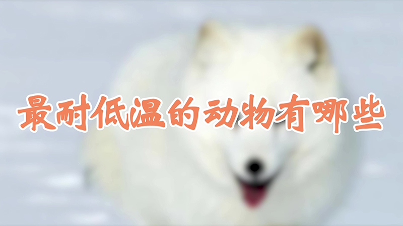 最耐低温的动物有哪些
