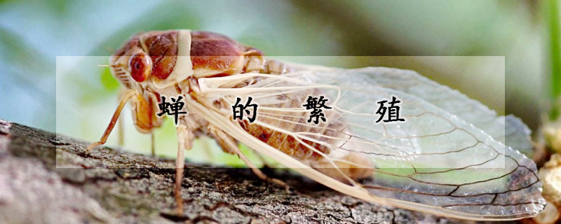 蝉的繁殖