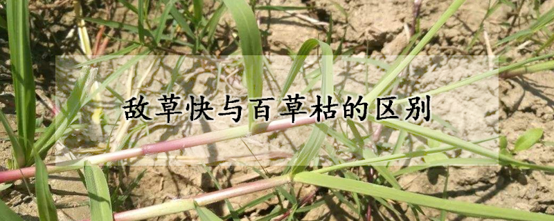 敌草快与百草枯的区别