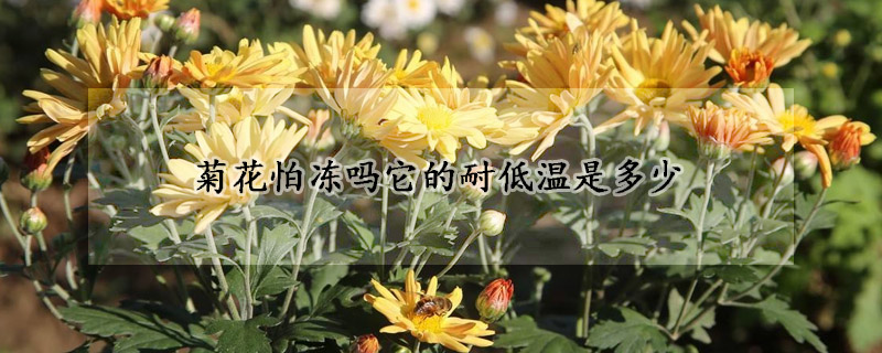 菊花怕冻吗它的耐低温是多少