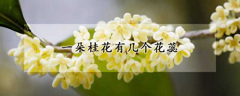 一朵桂花有几个花蕊