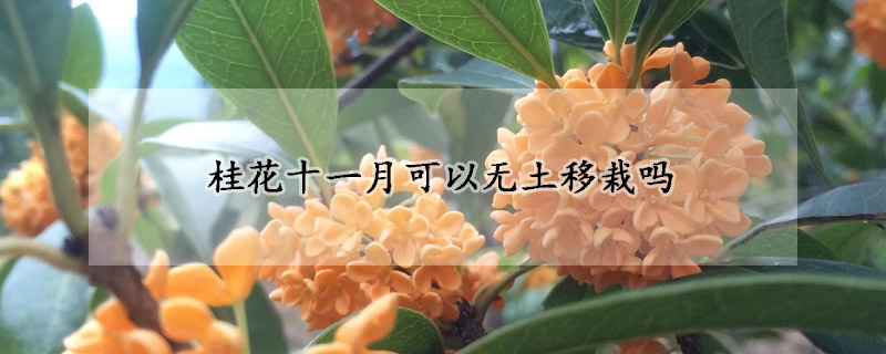 桂花十一月可以无土移栽吗