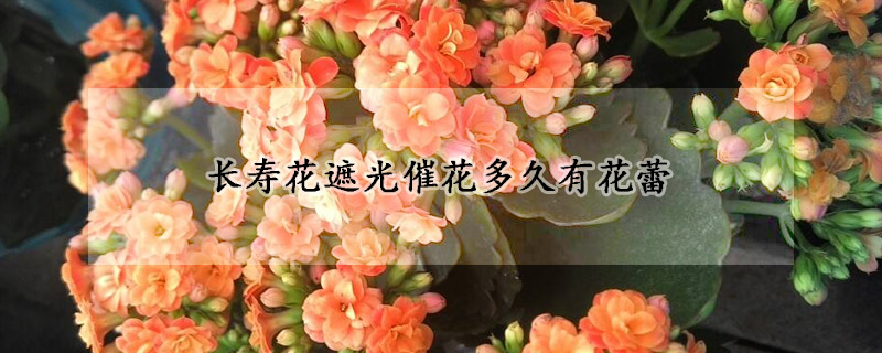 长寿花遮光催花多久有花蕾