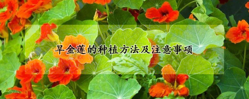 旱金莲的种植方法及注意事项