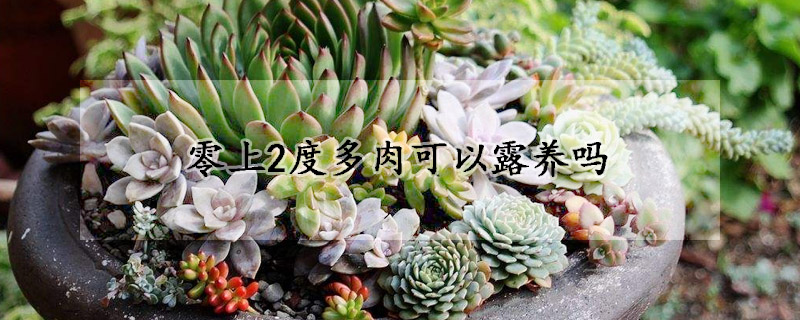 零上2度多肉可以露养吗
