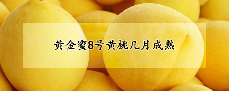 黄金蜜8号黄桃几月成熟