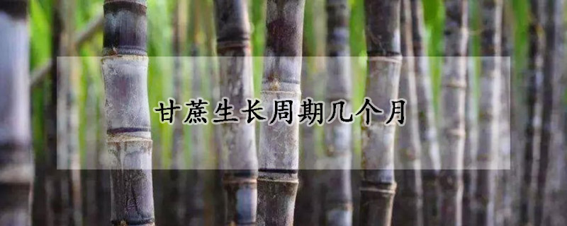 甘蔗生长周期几个月