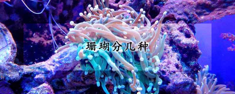 珊瑚分几种