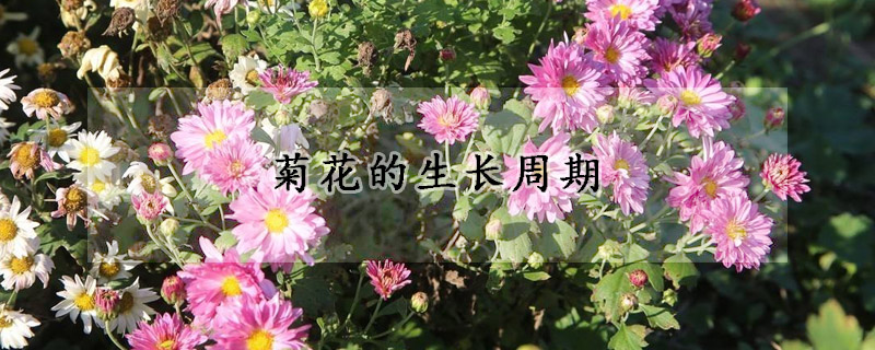 菊花的生长周期