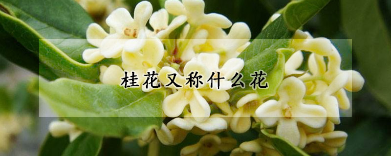 桂花又称什么花