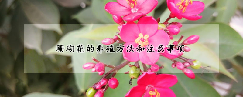 珊瑚花的养殖方法和注意事项