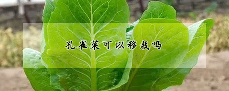 孔雀菜可以移栽吗