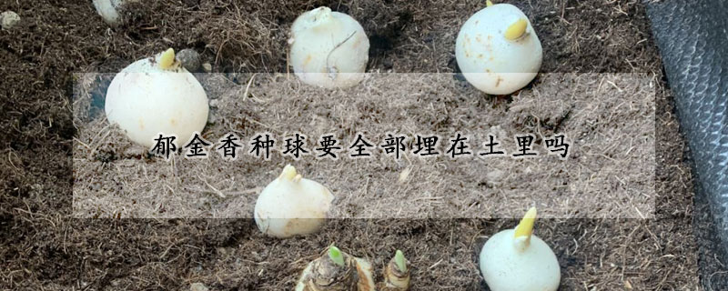 郁金香种球要全部埋在土里吗