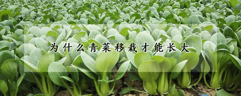 为什么青菜移栽才能长大