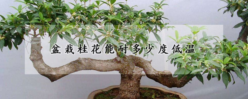 盆栽桂花能耐多少度低温