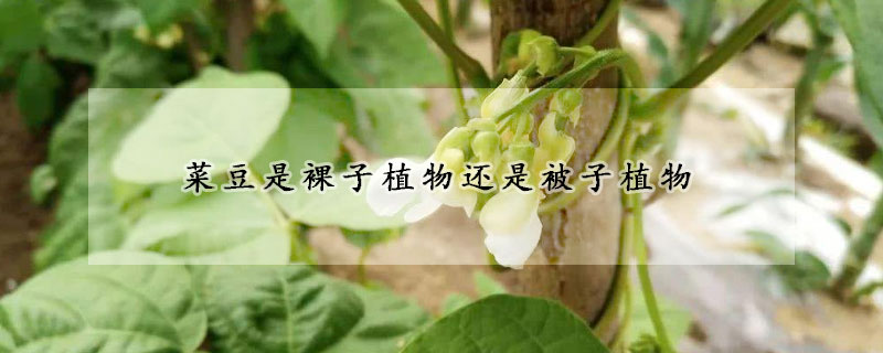 菜豆是裸子植物还是被子植物