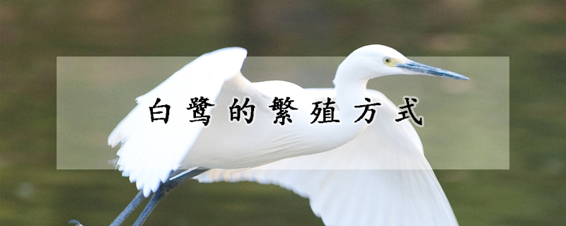 白鹭的繁殖方式
