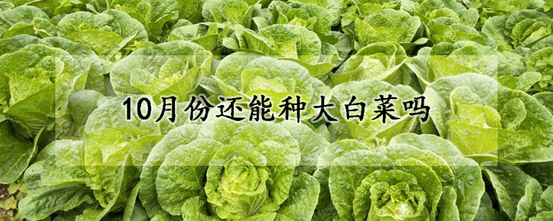 10月份还能种大白菜吗