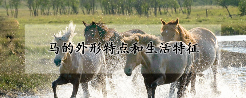 马的外形特点和生活特征