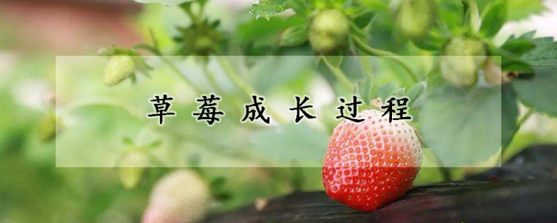 草莓成长过程