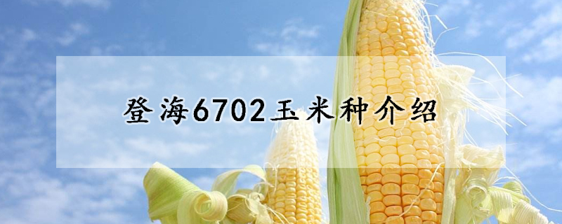 登海6702玉米种介绍