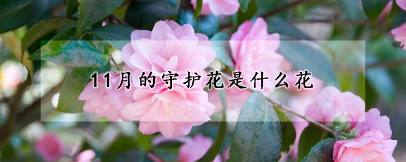 11月的守护花是什么花