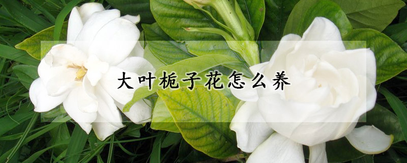 大叶栀子花怎么养