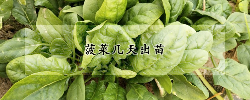 菠菜几天出苗