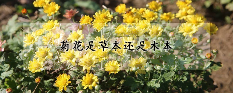 菊花是草本还是木本