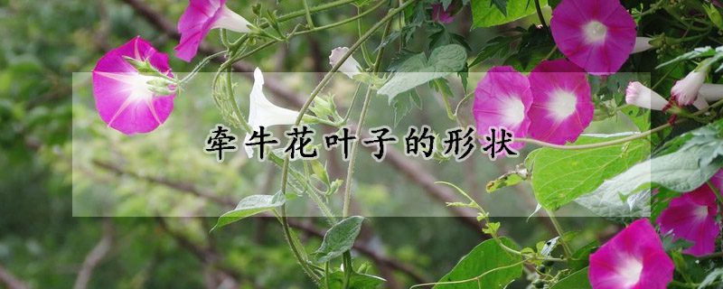 牵牛花叶子的形状