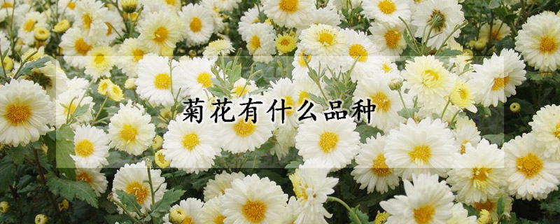 菊花有什么品种