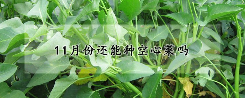 11月份还能种空心菜吗