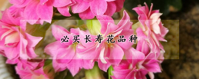 必买长寿花品种