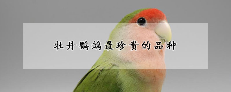 牡丹鹦鹉最珍贵的品种