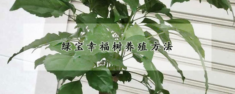 绿宝幸福树养殖方法