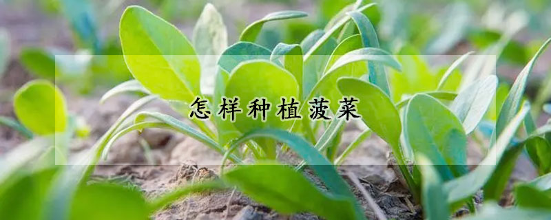 怎样种植菠菜